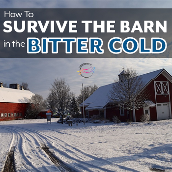 How to Survive the Barn in the Bitter Cold by The Printable Pony