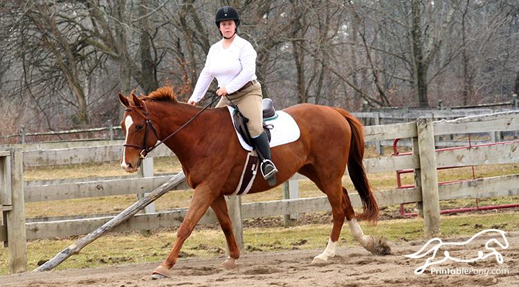 Miles Cantering with Ogilvy Hunter Half Pad and Baby Pad