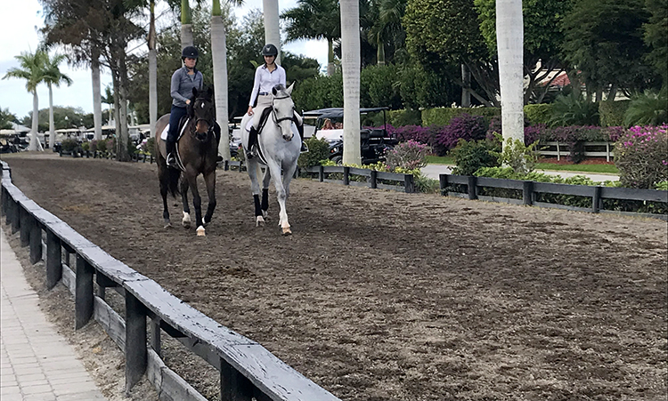 Winter Equestrian Festival: A Spectator's Guide | The Printable Pony