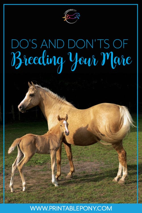 Do's and Dont's of Breeding Your Mare