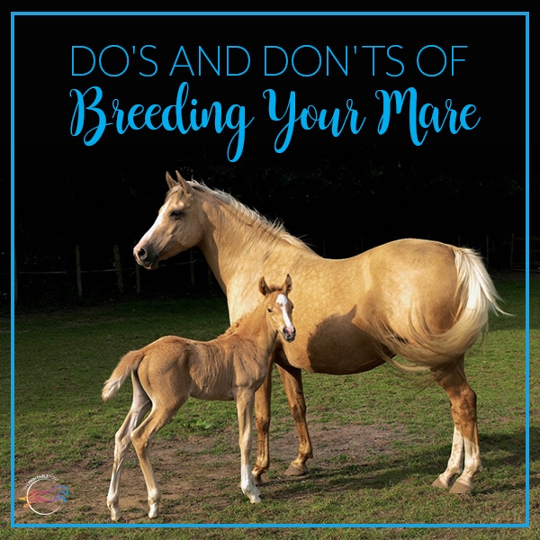 Dos and Donts of Breeding Your Mare by The Printable Pony