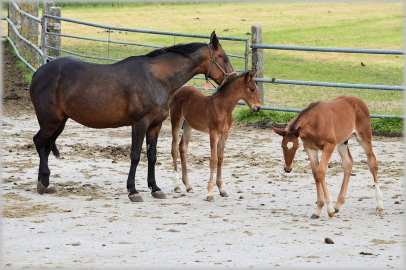 Mare and foals